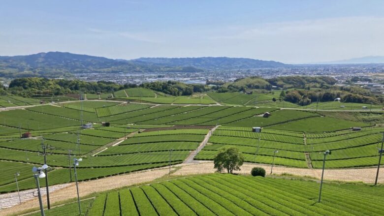 Kyushu tea plantation